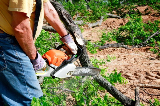 Best Tree Cutting Near Me  in Livingston, CA